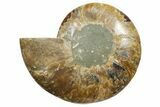 Cut & Polished Ammonite Fossil (Half) - Madagascar #347841-1